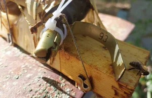 Pszczoły „rozminowały” ul, w którym okupanci zostawili granaty