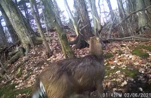 Moment zrzucenia poroża przez jelenia