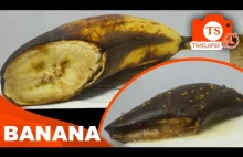Gnijący Banan z robakami i muszkami - Obrzydliwy film poklatkowy