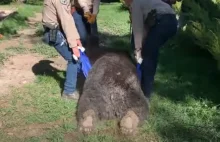 USA. Niedźwiedź hibernował pod werandą domu. Już odwiedziono do lasu (WIDEO)