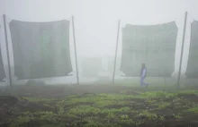 W Peru wymyślili jak łapać wodę z mgły
