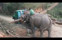 Użycie słonia do zbierania kłód drewna