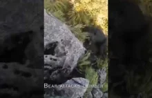 Tak wygląda atak niedźwiedzia z perspektywy pierwszej osoby