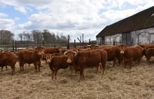 Ceny bydła stoją w miejscu. Ile obecnie zakłady mięsne płacą za byki,...