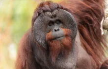 Okulary przeciwsłoneczne spadły na wybieg z orangutanem.