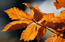 Kolory jesieni. Dlaczego liście zmieniają swoje barwy