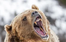 Niedźwiedź zaatakował leśniczego. Mężczyzna ma rozległe rany