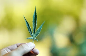 Niemcy planują zezwolić na posiadanie 20 gramów marihuany