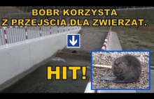 Przekop Mierzei Wiślanej - Bóbr korzysta z przejścia dla zwierząt .