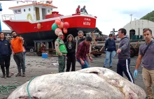 "Potwór" z Azorów: Ryba, która waży blisko 3 tony