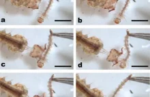 Podczas polowania larwa komara... wystrzeliwuje własną głowę.
