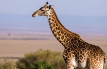 Żyrafa zabiła 16-miesięczne dziecko. Matka walczy o życie