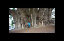 Najgrubsze drzewo na świecie. Drzewo z Tule / Árbol del Tule