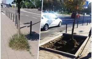 Mały, wielki krok! W Łodzi rozbetonowano chodnik, dla... drzewa!