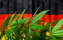 Niemcy zezwolą na zakup 20 gramów marihuany i uprawę 2 roślin konopi