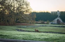 Nietypowy gość sfotografowany na Wawelu. "Spryciarz"