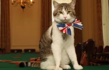 Kot Larry na stanowisku dłużej niż 4 premierów Wielkiej Brytanii.