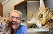 Rodzina znajduje kota w innym mieście, który zaginął 9 lat temu
