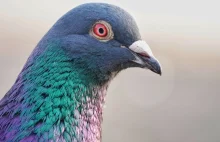 Antykoncepcja dla gołębi. Pomysł na walkę z plagą ptaków