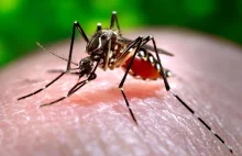 Wiemy, dlaczego niektórzy ludzie wyjątkowo przyciągają komary