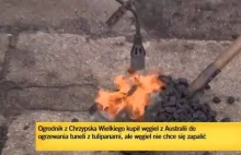Kompromitacja TVN. Próbowali rozpalać węgiel z Australii,...