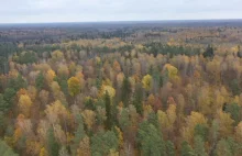 Lasy Państwowe chcą ułatwić wycinkę w Puszczy Białowieskiej.