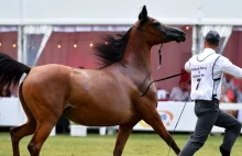 Pride of Poland: Wciąż brakuje miliona euro za wylicytowane konie