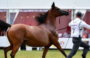Pride of Poland: Wciąż brakuje miliona euro za wylicytowane konie