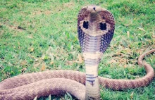Jadowita kobra uciekła z zoo. Trwają poszukiwania węża