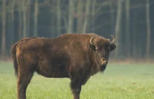 Znaleziono martwego żubra, to już czwarty. Myśliwy się przestraszył i strzelił.