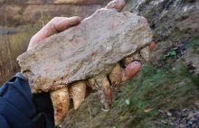 Nowe gatunki dinozaurów znalezione w Skanii
