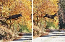 Niezwykłe zdjęcia leśników. „Latające” jelenie.