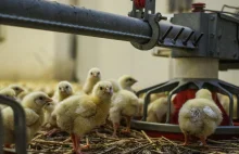 Wstrząsające nagranie z Niemiec pokazało dramat kurczaków. Problem też w Polsce