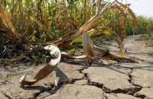 W Somalii trwa największa od 40 lat susza. Agresja Rosji na Ukrainę pogłębia…