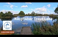 Wędkarstwo muchowe w UK. Kingfisher - trout lake.