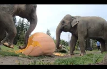 Słonie miażdżą dyńki.