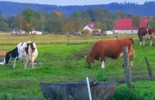 Krowy na wsi. Sąsiadka, skargi na nieprzyjemny zapach i 100 kontroli u rolnika