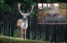 Walka danieli na drodze. Nie przejmowały się kierowcami