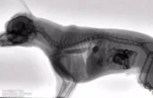 Jak wygląda jedzący pies w promieniach rentgena
