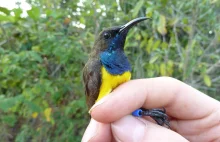 Nowo odkryty gatunek ptaka z rodziny nektarników z Indonezji