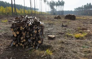 Leśnicy chcą ciąć bez certyfikatu. Brat Obajtka mówi, że tak lepiej dla lasu