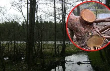 Szwedzi masowo kradną drewno z parków narodowych.