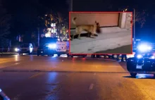 Meksyk: Pies biegał po mieście z ludzką głową w pysku