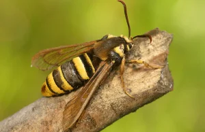 Przeziernik osowiec (Sesia apiformis) – mistrz mimikry