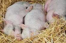 Analiza rynku wieprzowiny. W trzy lata Polska straciła połowę stad świń