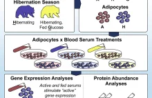 Niezwykła fizjologia hibernujących niedźwiedzi