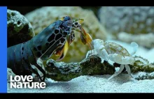 Ustonogi (Mantis shrimp) odcina ramię krabowi