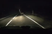 Test jelenia na nieoświetlonej drodze. Kierowca miał dobry refleks!
