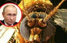 "Bojowe komary" tajną bronią Ukrainy? Rosjanie naprawdę w to wierzą!