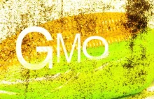 Od 2024 roku pasze GMO będą w Polsce zakazane